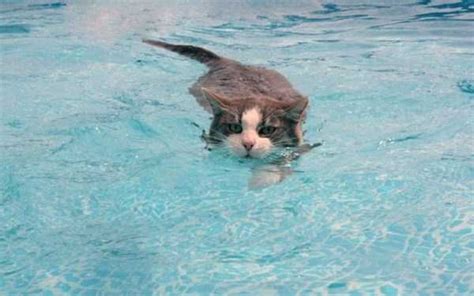 Cats That Love Water 11