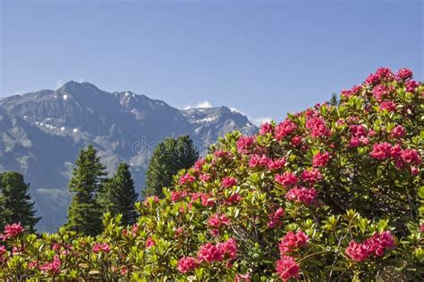 Alpine Roses Bloom In The Stubai Alps Stock Image Image Of Greenhouse