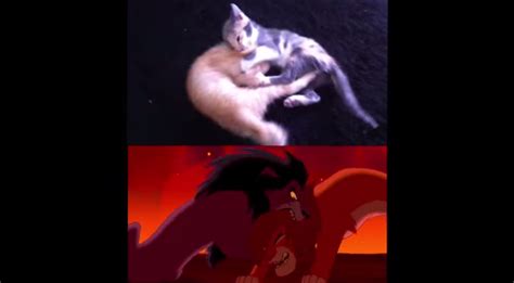 The Final Fight Scene In The Lion King As Acted Out By
