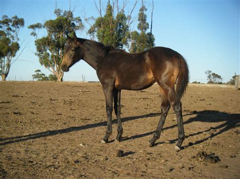 A little collection of mares for sale that are listed as buckskin, grulla, or dun. "Indiah" - Quarter Horse Filly (Dark Burnt Buckskin) | Horses For Sale VIC: Regional