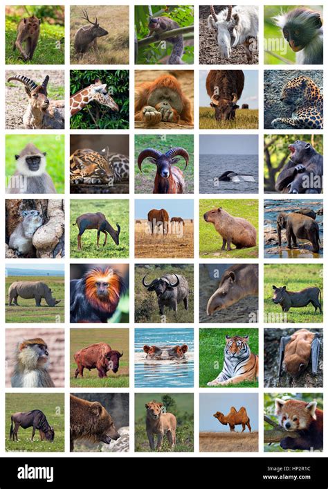 97 Tiere Collage Skinheadb