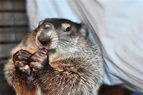 Report if you feel dizzy or have nausea, vomiting, or any allergic reaction. Baby Woodchuck