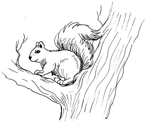 Free Printable Squirrel Coloring Pages For Kids - Animal Place