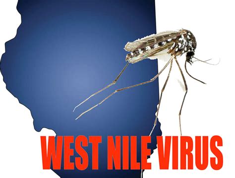 West Nile Virus Death Reported What Is The Risk To You