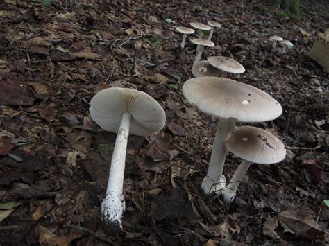 Mushroom Observer Observation 178500 Amanita Spreta Peck Sacc