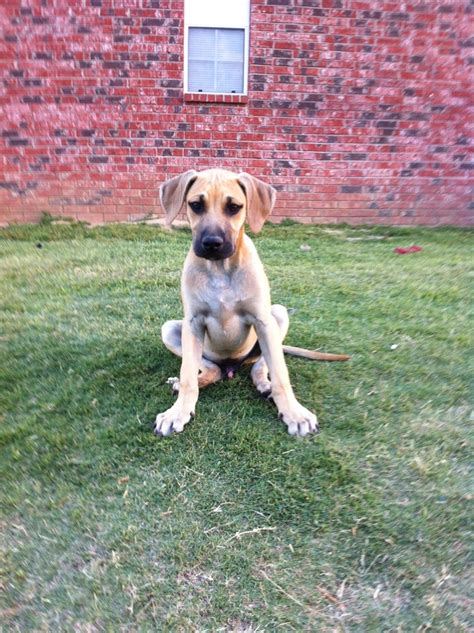 You must pick the most affordable and. 17 Best images about Black Mouth Cur ( the dog im getting ...