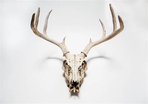 Deer Skull Hanging On White Wall Photograph By Steele Burrow Pixels