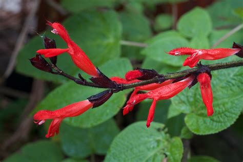 Shimmering Salvias Organic Gardener Magazine Australia