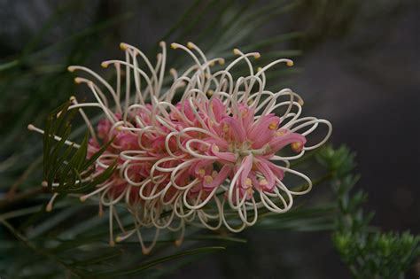 Did you know that there are a variety of beautiful flowers that bloom in winter? Top Ten Flowers to Plant in Your Garden to Attract Native ...