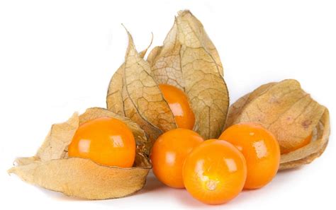 Goldenberry Brings Riches To Peruvian Exporter