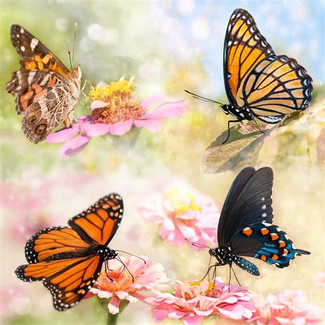 Dreamy Butterfly Collage Photograph By Sari Oneal Pixels