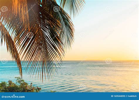 Coconut Palm Trees On Beach At Sunset Stock Image Image Of Island