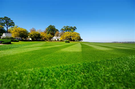 (8) central turf farms (2) greenfields turf (2). Wholesale Sod Farm | South Florida | AllState Sod
