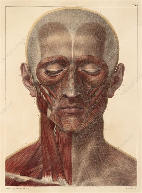 Face And Neck Muscles Artwork Stock Image C Science