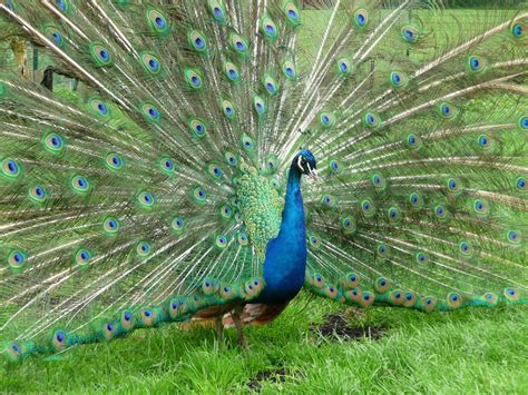 Benda yang sama itulah dipanggil balance weight dalam bahasa inggeris. Blauer Pfau - Tierpark Gettorf