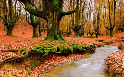 1920x1200 Trees River Autumn Moss Roots Green Leaves Yellow