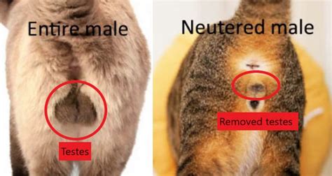 How Can I Tell If My Cat Has Been Spayed Or Neutered Advocating