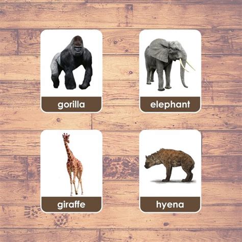 Africa Animals Flashcards Montessori Educational Learning