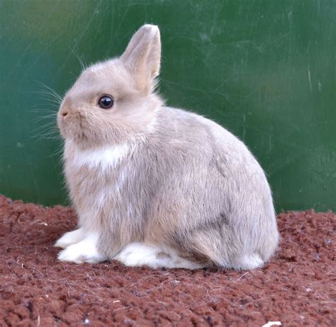 Netherland Dwarf Rabbit Facts Personality And Care With Pictures