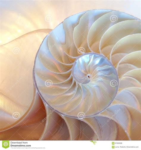 Cross Section Nautilus Shell Golden Ratio Fibonacci Mother Of Pearl