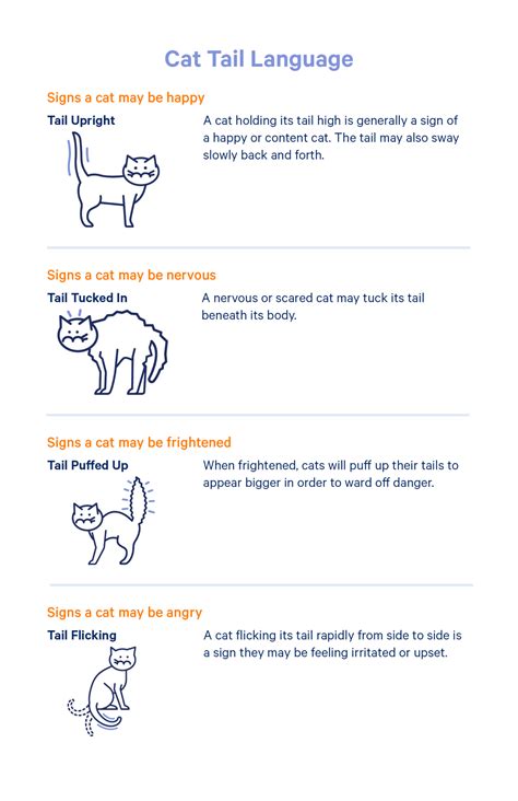 Body Language Of Cats The Animal Medical Center