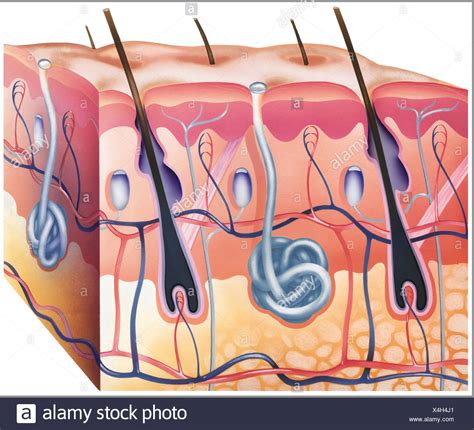 Human Skin Cross Section High Resolution Stock Photography And Images