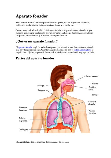 ¿que Es El Aparato Fonador Y Como Funciona Docsity