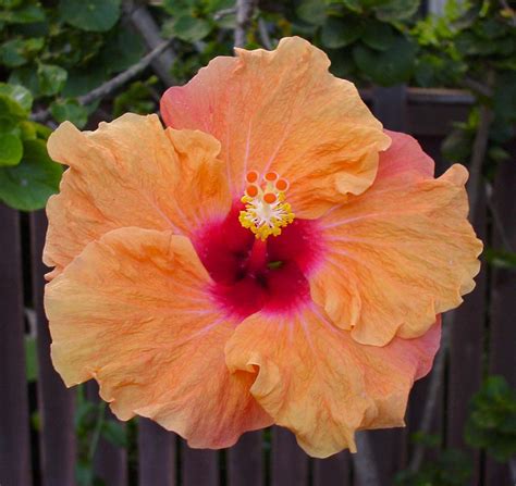 Hibiscus Orange Hawaii Flower Photography ハイビスカス
