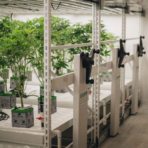 Mobile Vertical Grow System Maximize Space Pipp Horticulture