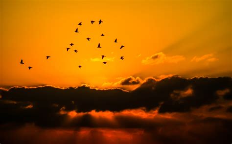 Mass Of Bird Flying During Sunset · Free Stock Photo