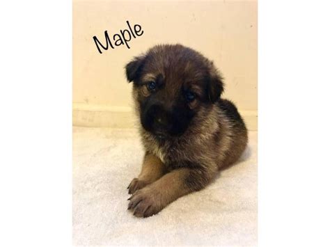 We did not find results for: Fullblooded German Shepherd puppies for adoption in Dayton ...