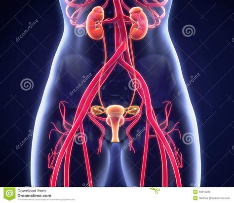 Female Urogenital Anatomy Stock Illustration - Image: 49610038