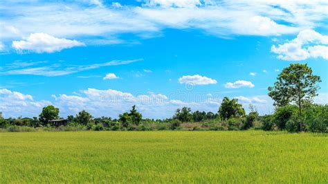 Green Rice Fields Thailand Stock Image Image Of Environment 75271829