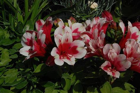 Peruvian Lily Alstroemeria Inticancha® Maya In The Peruvian Lilies