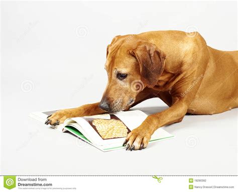 Dog Reading Book Stock Photography Image 18290392