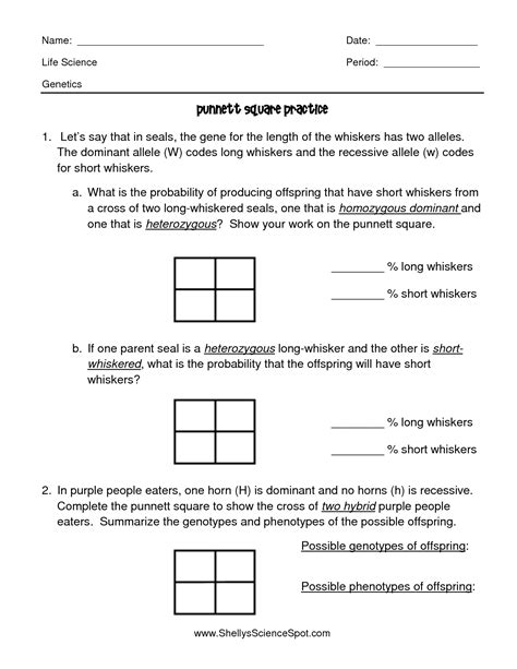 Punnett Square Worksheet Answer Key Human Characteristics Printable