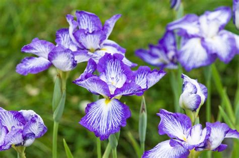 Simak selengkapnya di artikel ini! Kasiat Bunga Tunjung Biru - Tanaman Bunga Tunjung Manfaat ...