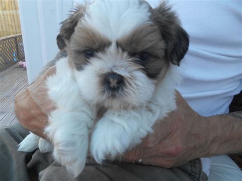 Maybe you would like to learn more about one of these? Shih Tzu Puppies | Weymouth, Dorset | Pets4Homes
