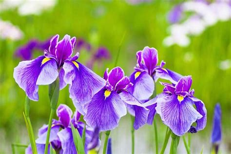 Iris Ensata Japanese Iris