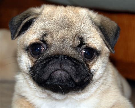 🔥 50 Cute Pug Puppies Wallpapers Wallpapersafari