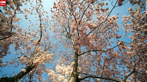 Winter Blues Will Turn Pink Cherry Blossom Season Starts