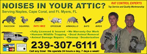Please contact us if you do not see your town listed below. Naples Wildlife - Squirrel Pigeon Skunk Snake Armadillo ...