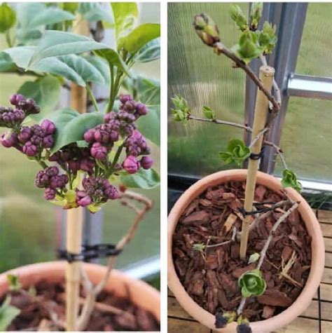 How To Propagate Lilacs Ultimate Guide