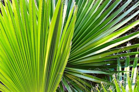 How Fast Do Windmill Palm Trees Grow? - Gardening Dream