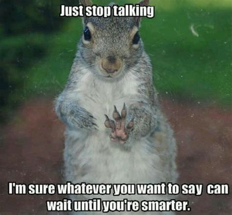 Pin By Kathy Jones On Nuts About Squirrels Squirrel Funny Funny