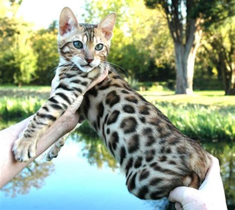 5 Interesting Facts About Bengal Cats The Planet Of Pets Wild Cats