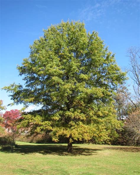 Willow Oak Tree Montgomery