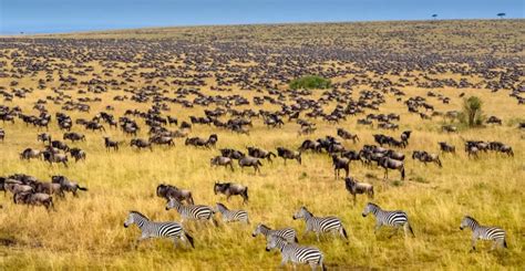 Best Time To Visit Maasai Mara National Reserve Kenya Wildlife Safaris