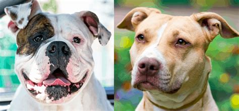 American Bulldog Vs Pitbull Breed Comparison And Differences