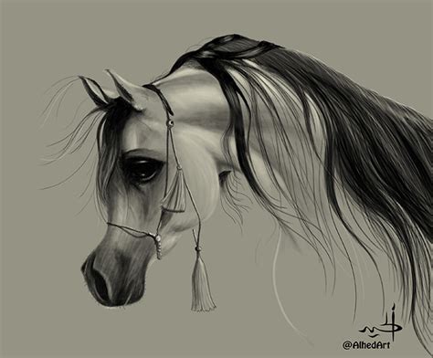 الحصان العربي 29117 شبكة ابو نواف